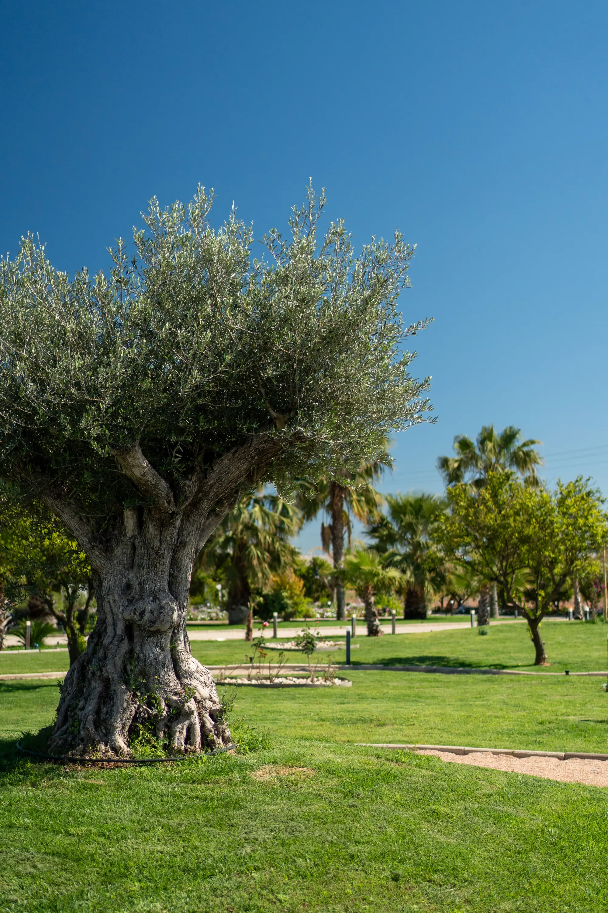Jardines y naranjos de Masía del Olivar